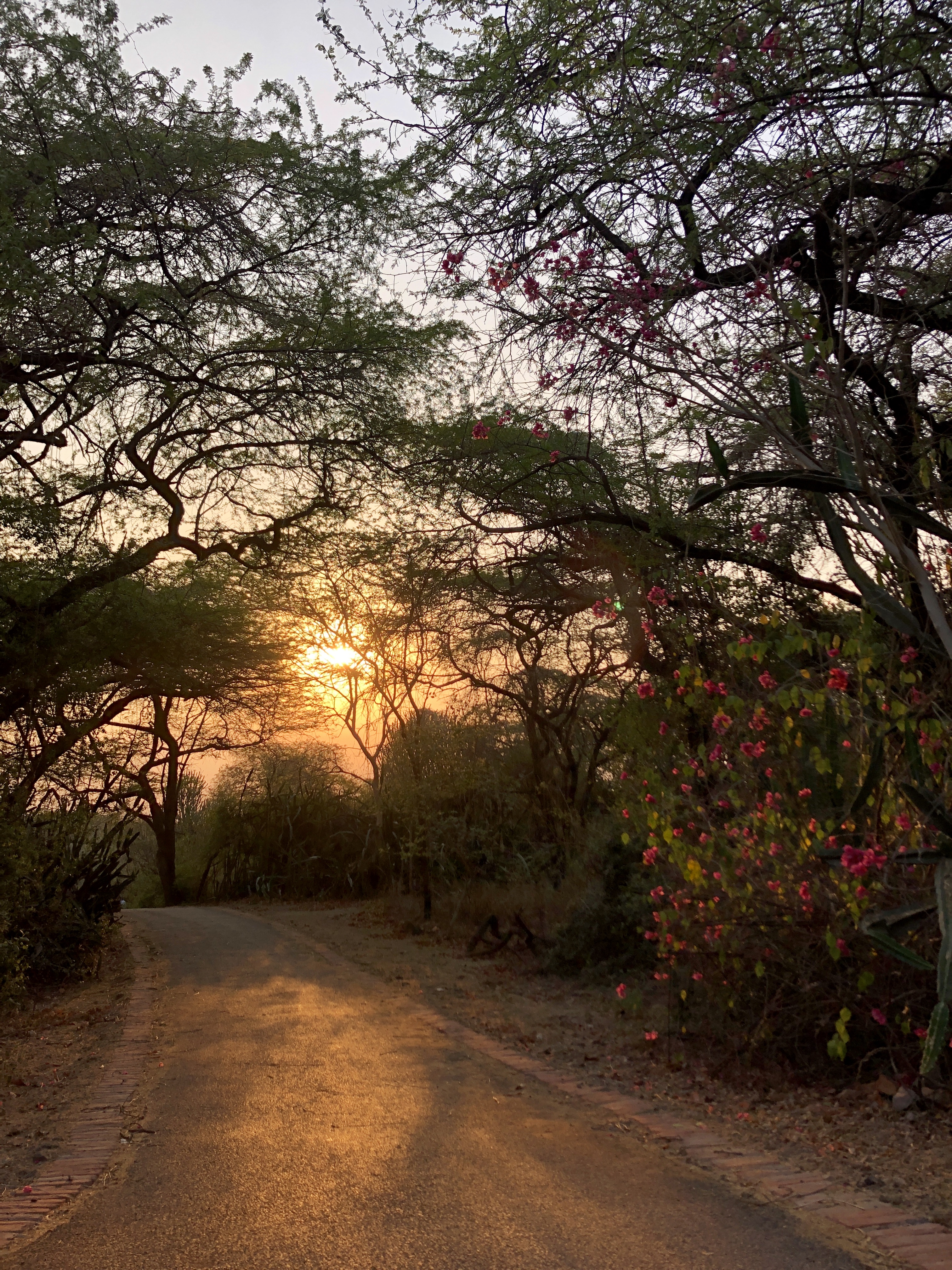 The red season – an ode to Jahapanah&nbsp;Forest